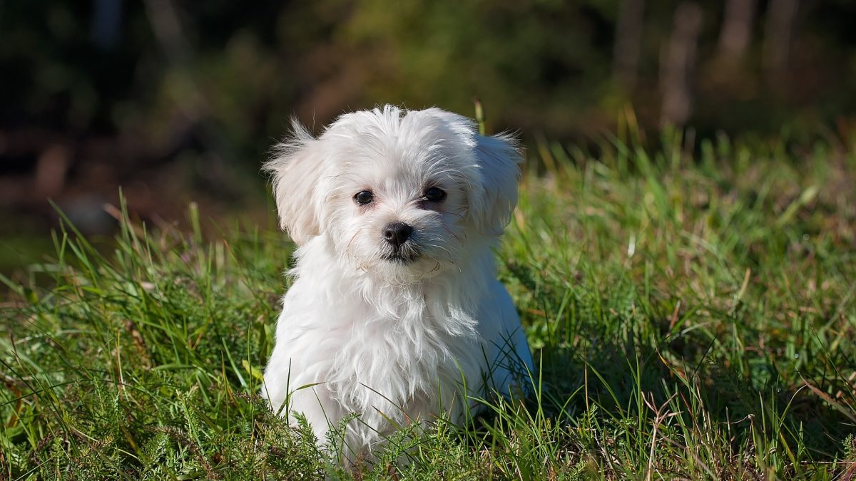 Biały pies na trawniku