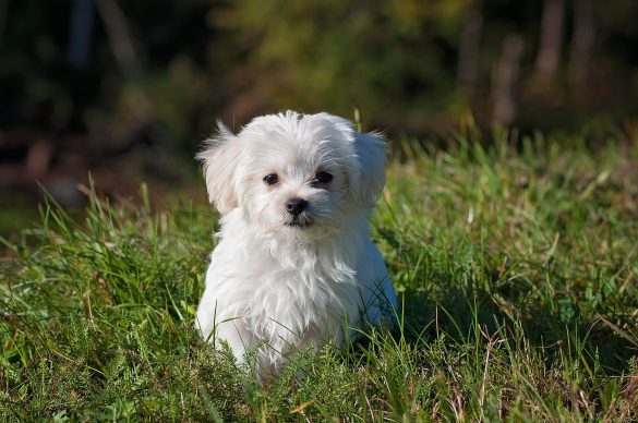 Biały pies na trawniku