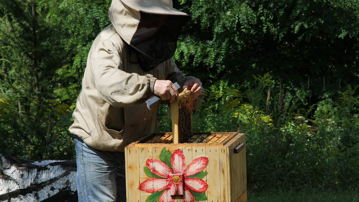 Pszczelarz w Ogrodzie Botanicznym wyjmuje plaster miodu z ula