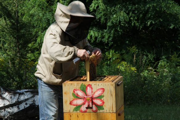 Pszczelarz w Ogrodzie Botanicznym wyjmuje plaster miodu z ula