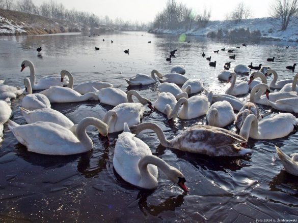 łabędzie nieme pływające na Brynicy