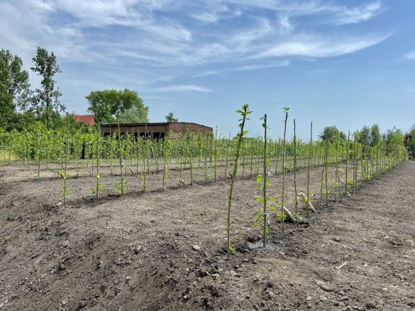 Kilka rzędów niedużych drzewek