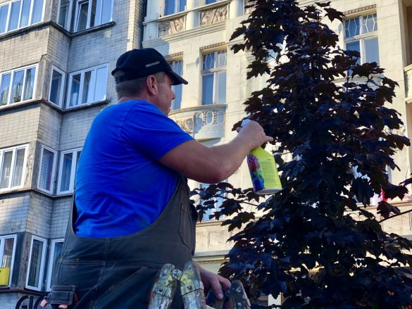 Pracownik robiący opryski klonów