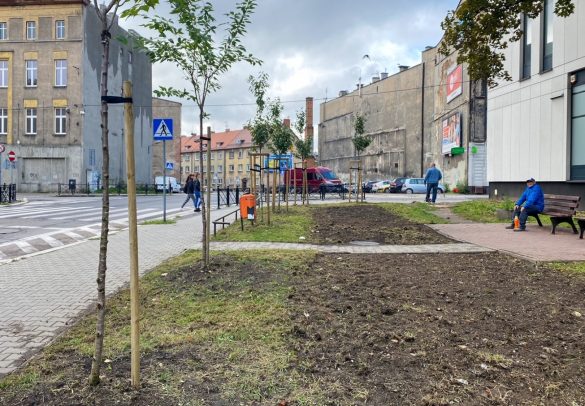 Nowe nasadzenia na skwerach i klombach