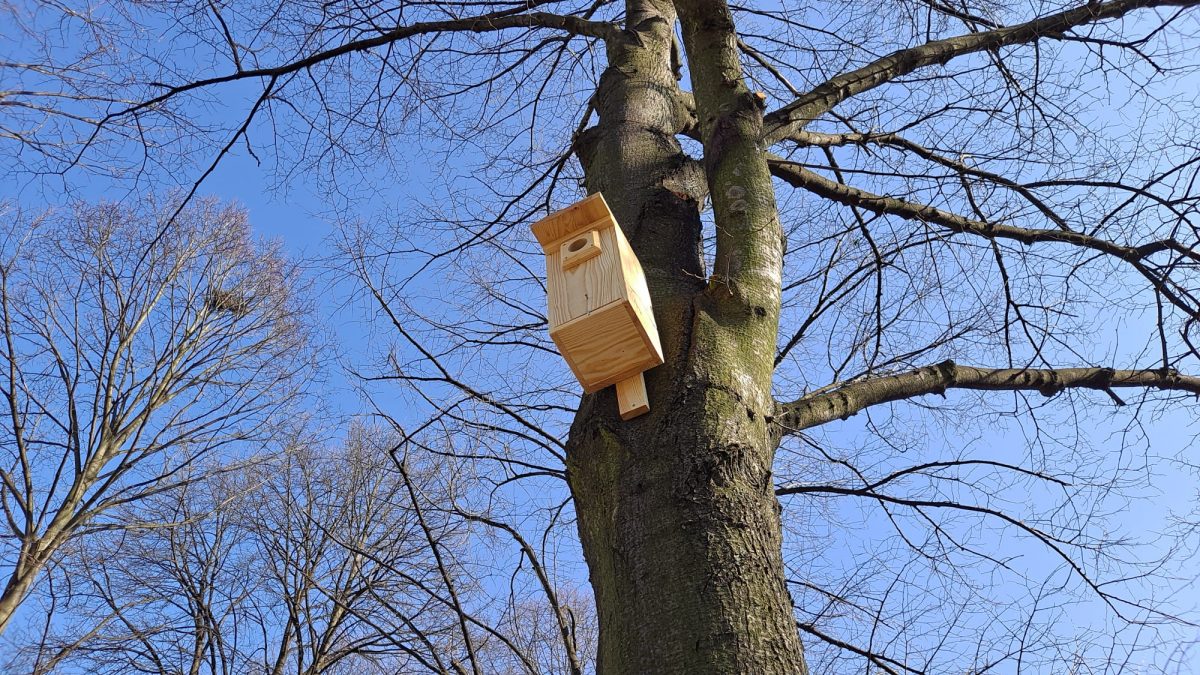 Budka dla ptaków zamontowana na drzewie