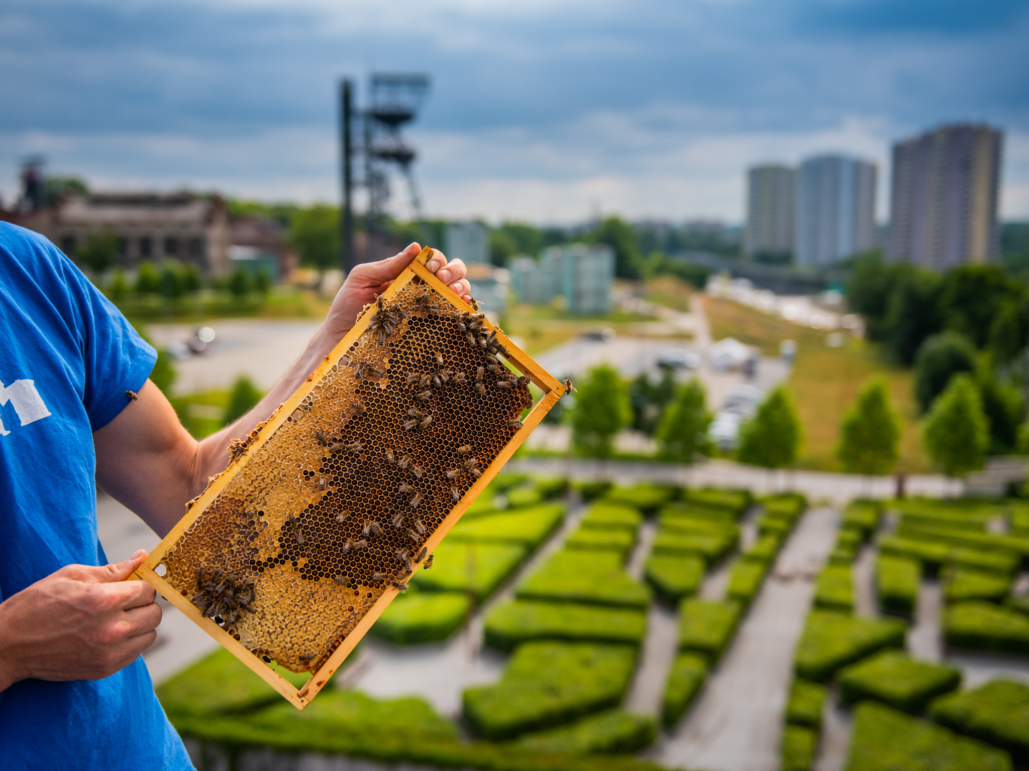 Pszczoły na dachu NOSPR_fot. Radosław Kaźmierczak