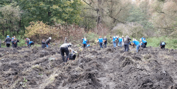 Liczna grupa osób, ubranych w niebieskie i ciemne kurtki, bierze udział w akcji sadzenia w zalesionym terenie. Ludzie pracują na świeżo wzruszonej, błotnistej ziemi, sadząc młode rośliny.