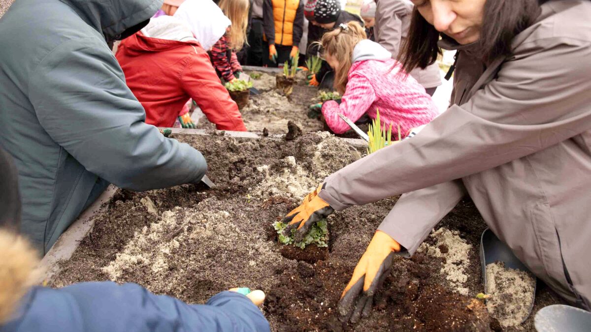 Grupa dzieci i dorosłych w zimowych ubraniach sadzi rośliny w długiej drewnianej skrzyni z ziemią. Wspólna praca w ogrodzie na świeżym powietrzu.