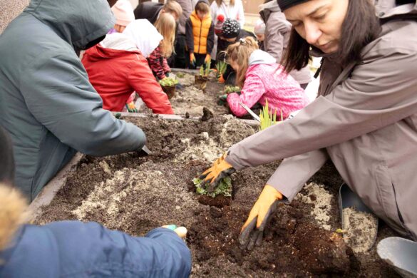 Grupa dzieci i dorosłych w zimowych ubraniach sadzi rośliny w długiej drewnianej skrzyni z ziemią. Wspólna praca w ogrodzie na świeżym powietrzu.